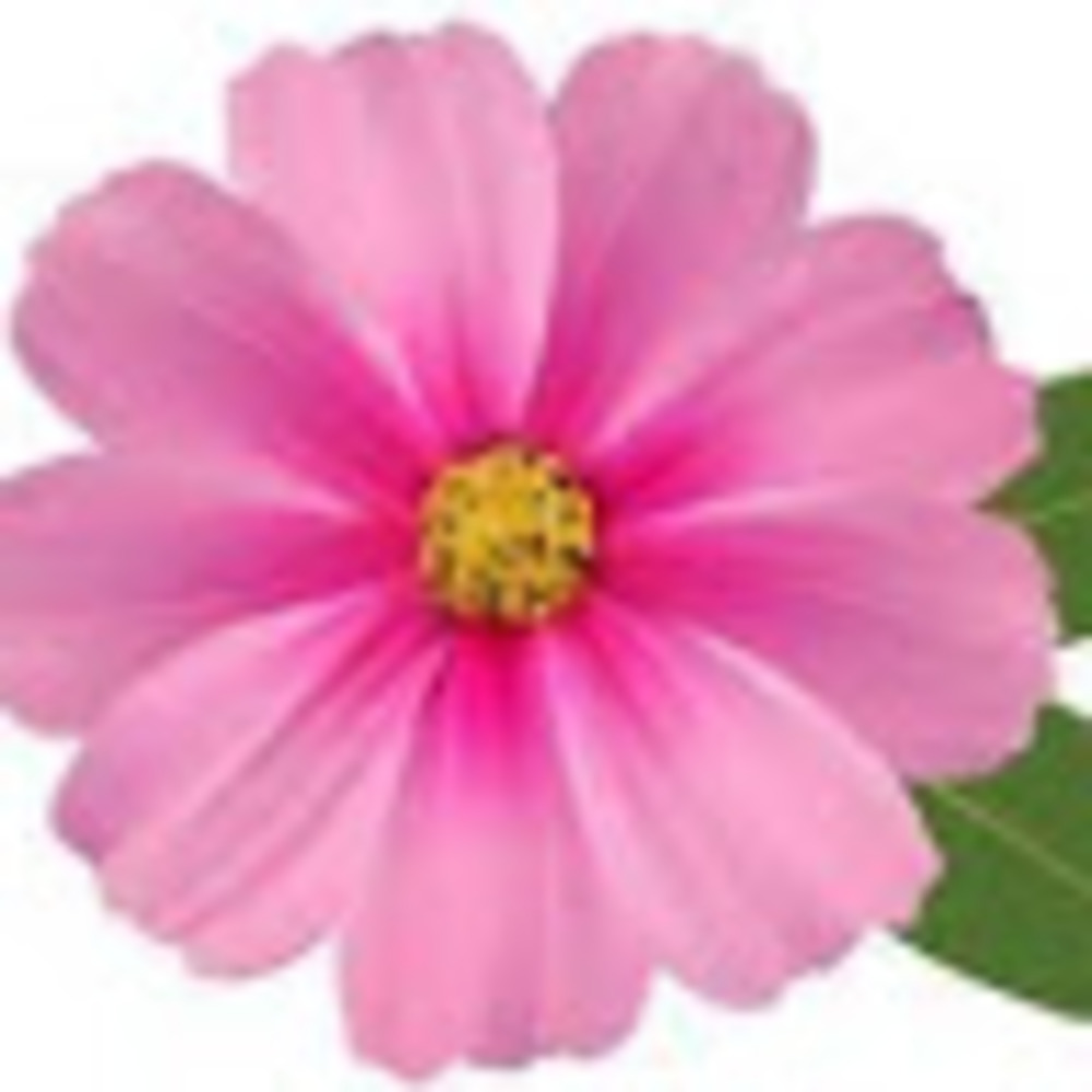 Meet your Posher, Celia